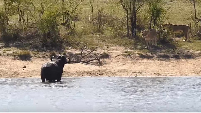 Umaria went to drink water buffalo